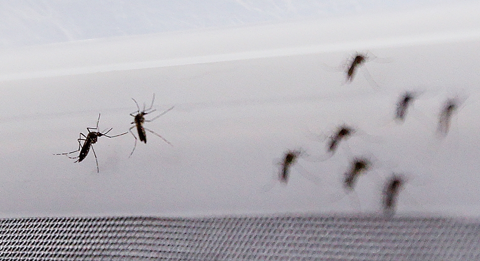 Imagen del mosquito Aedes aegypti, transmisor del virus del Zika