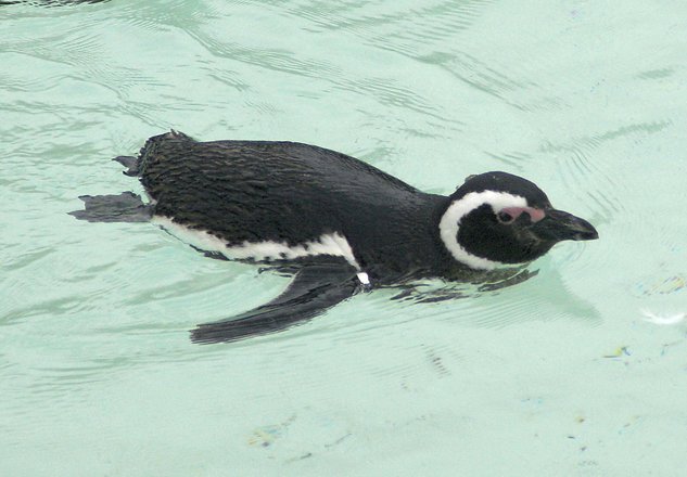 El perro, el mejor amigo del pingüino en Australia