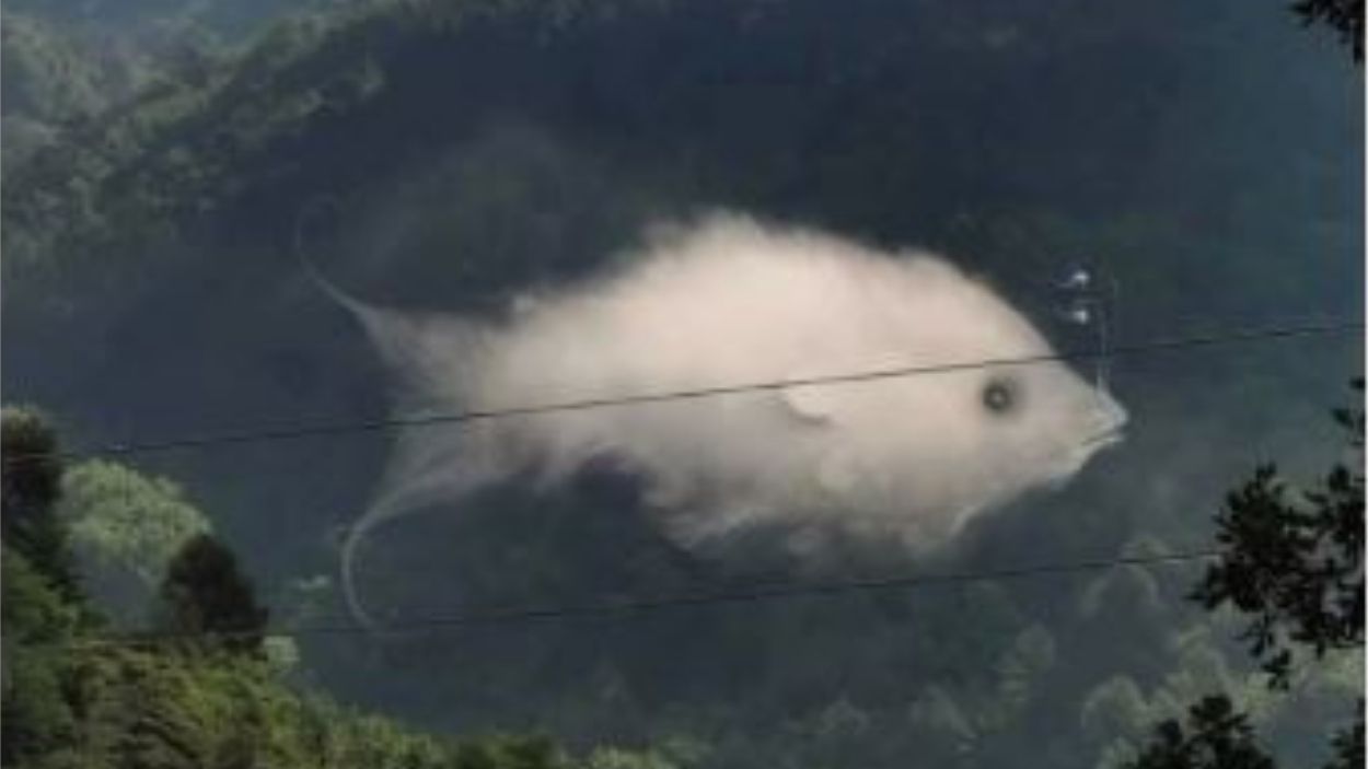 Ilusión óptica de pez o nube. Mia Yilin.