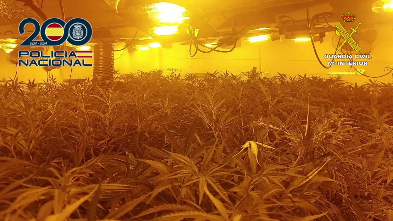 La Policía Nacional y la Guardia Civil desmantelan una organización criminal dedicada al cultivo y venta de marihuana en Millena. EP