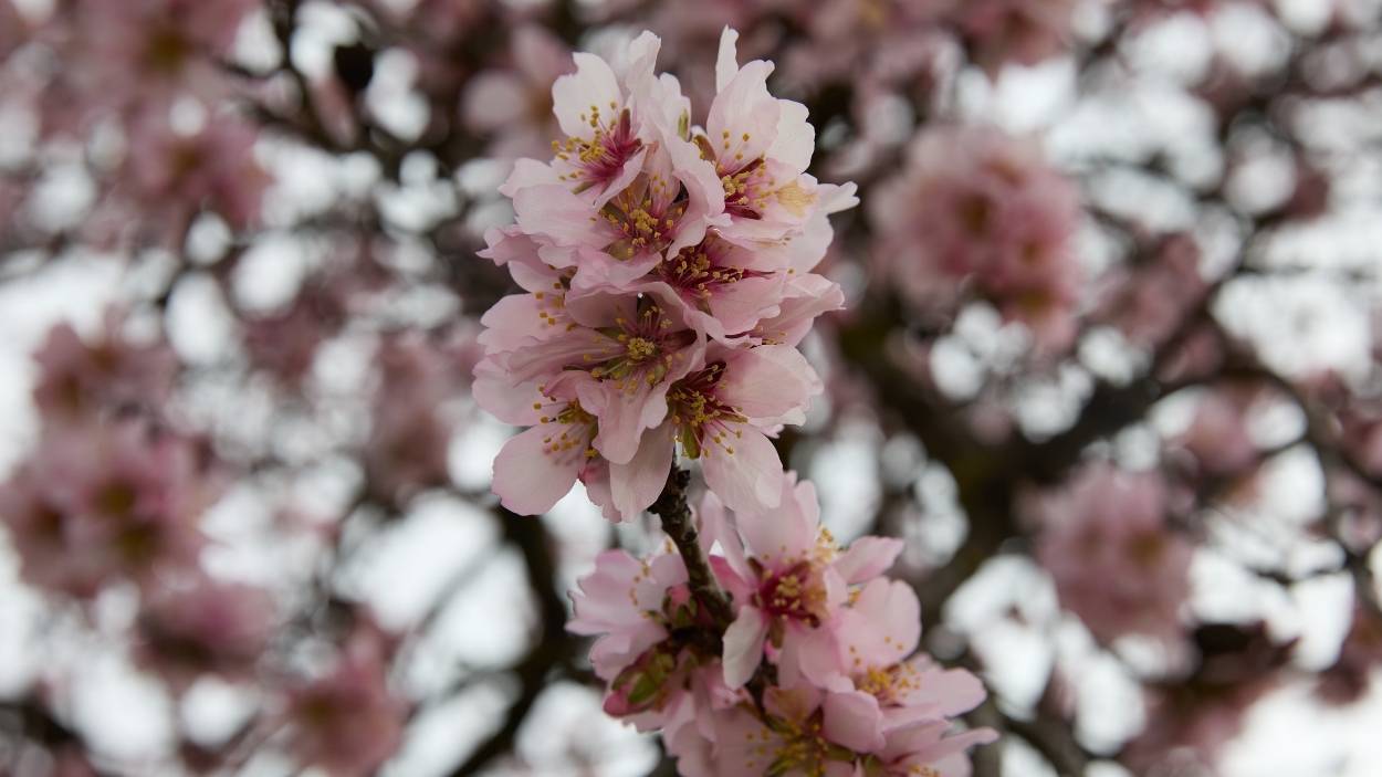 Almendros en flor. EP/Archivo.