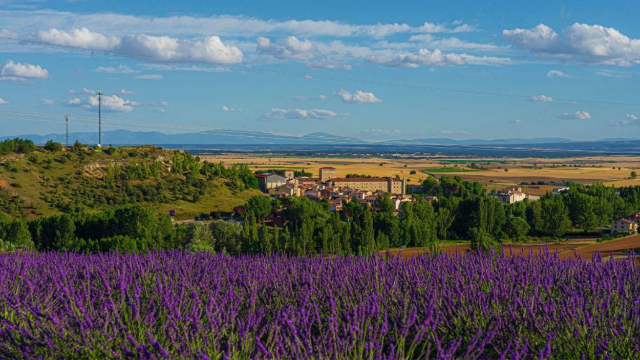 Los alrdedores de Caleruega, en Burgos, se tiñen de violeta en verano, cuando sale la flor de la lavanda (Foto Diputación Provincial de Burgos)
