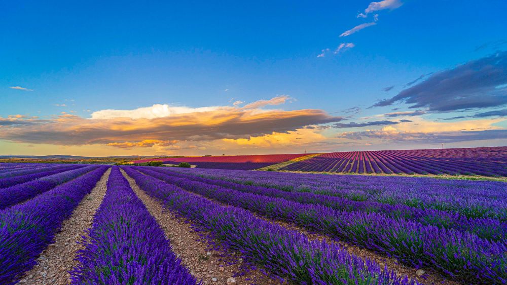 Campos de lavanda en Caleruega (Foto: Diputación Provincial de Burgos)