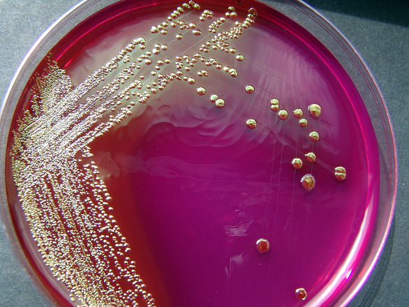 Nuestras bacterias intestinales tienen más de 15 millones de años