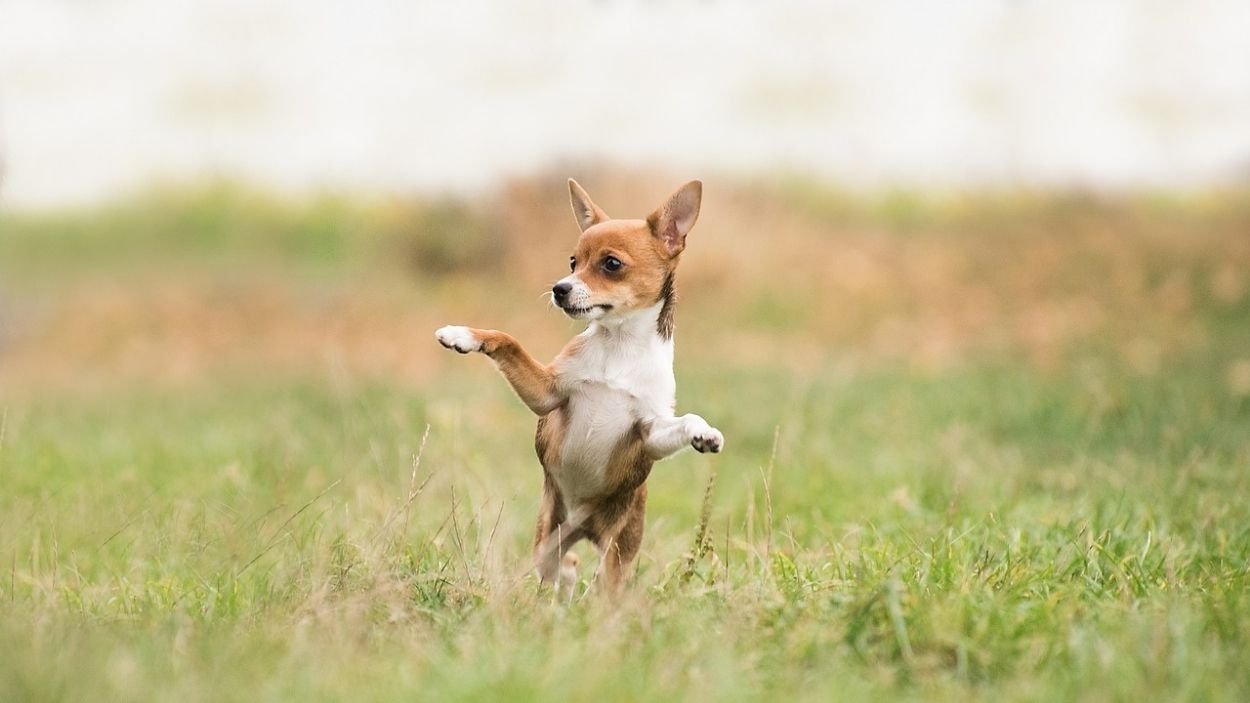 Perro en césped. Pixaby