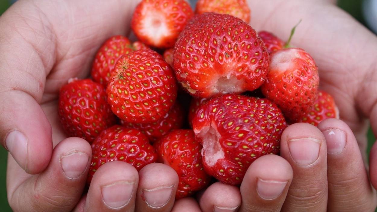 Fresas. Pixaby