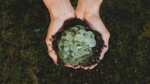 Esta es la peor planta para el balcón, terraza y jardín, según los expertos en Feng Shui