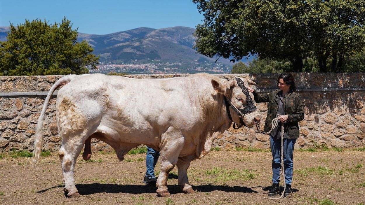 La presidenta de la Comunidad de Madrid, Isabel Díaz Ayuso, visita los toros de una ganadería en Guadalix de la Sierra.