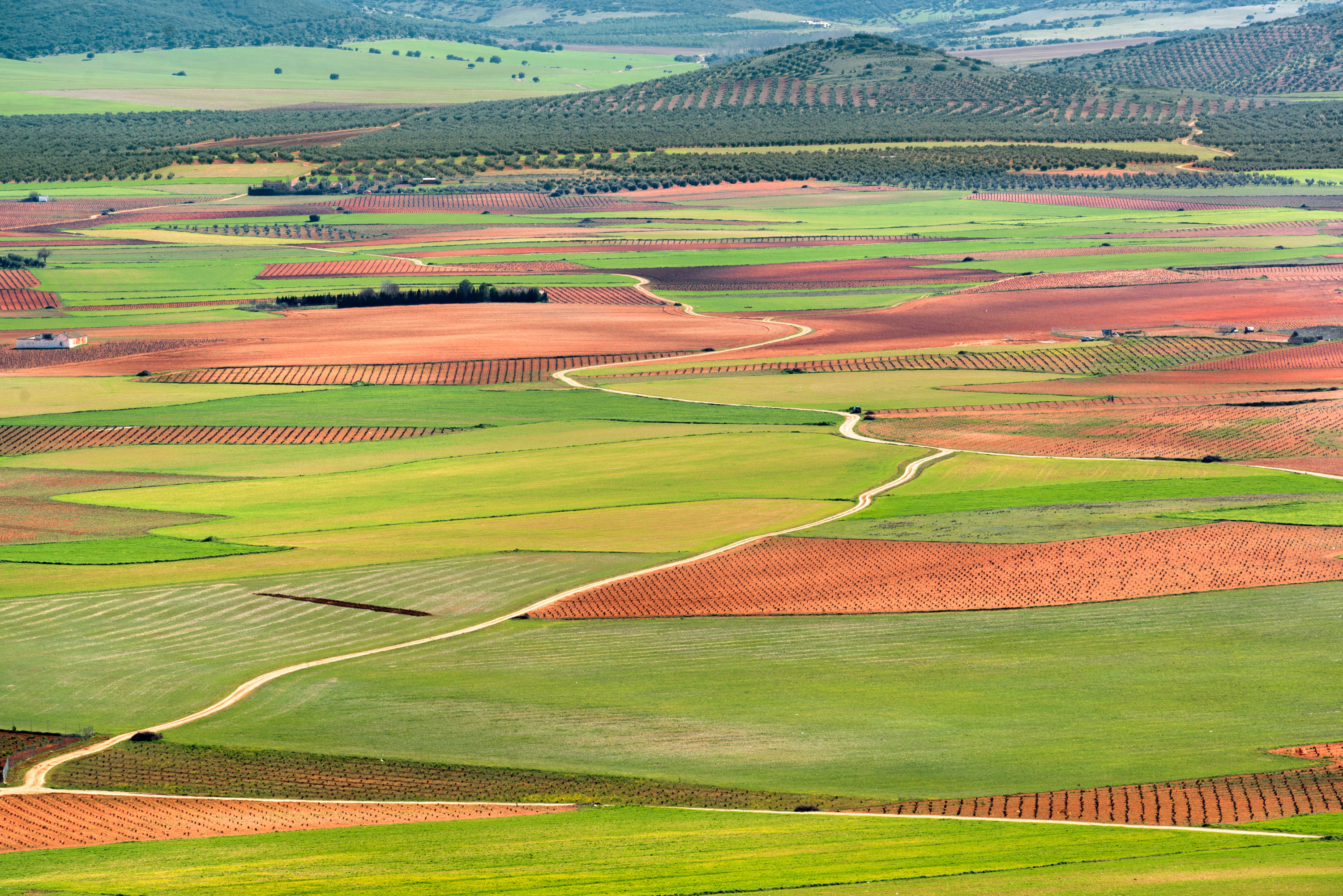Campos dorados junto a los molinos de Consuegra, en plena Ruta del Quijote: una postal viva donde naturaleza y literatura se encuentran. ©Turismo Castilla-La Mancha, David Blázquez.