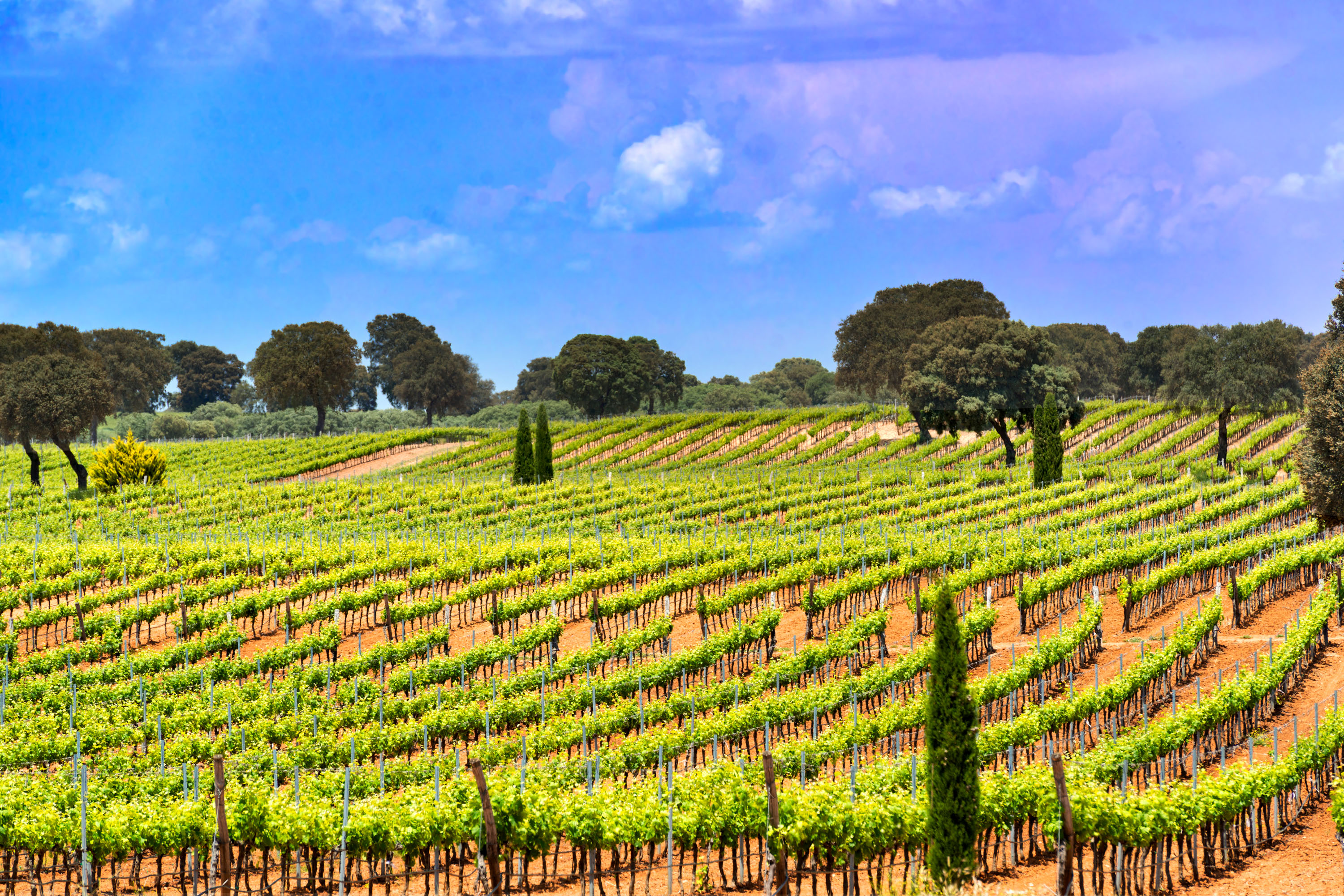 Los viñedos de Bodegas Fontana, en Cuenca, muestran cómo el paisaje humanizado también puede ser espacio de biodiversidad y belleza. ©Turismo Castilla-La Mancha, David Blázquez.