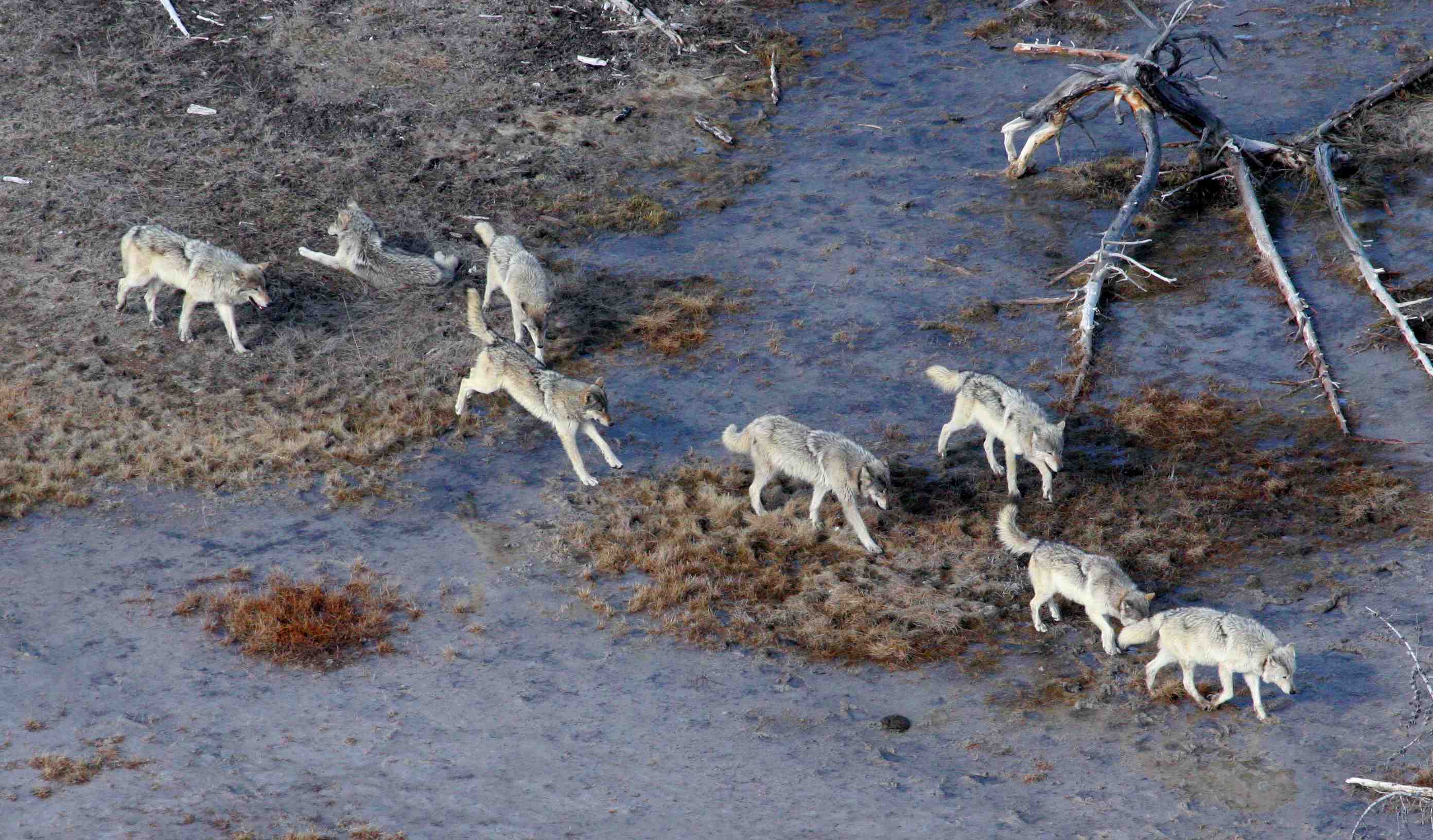 Los lobos que cambian el cauce de los ríos