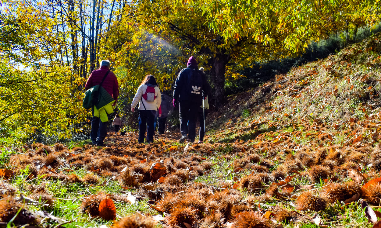Una alfombra de erizos de castaña cubre el sendero en una de las rutas otoñales de Guadalupe. Foto: Natural-AstroVilluercas