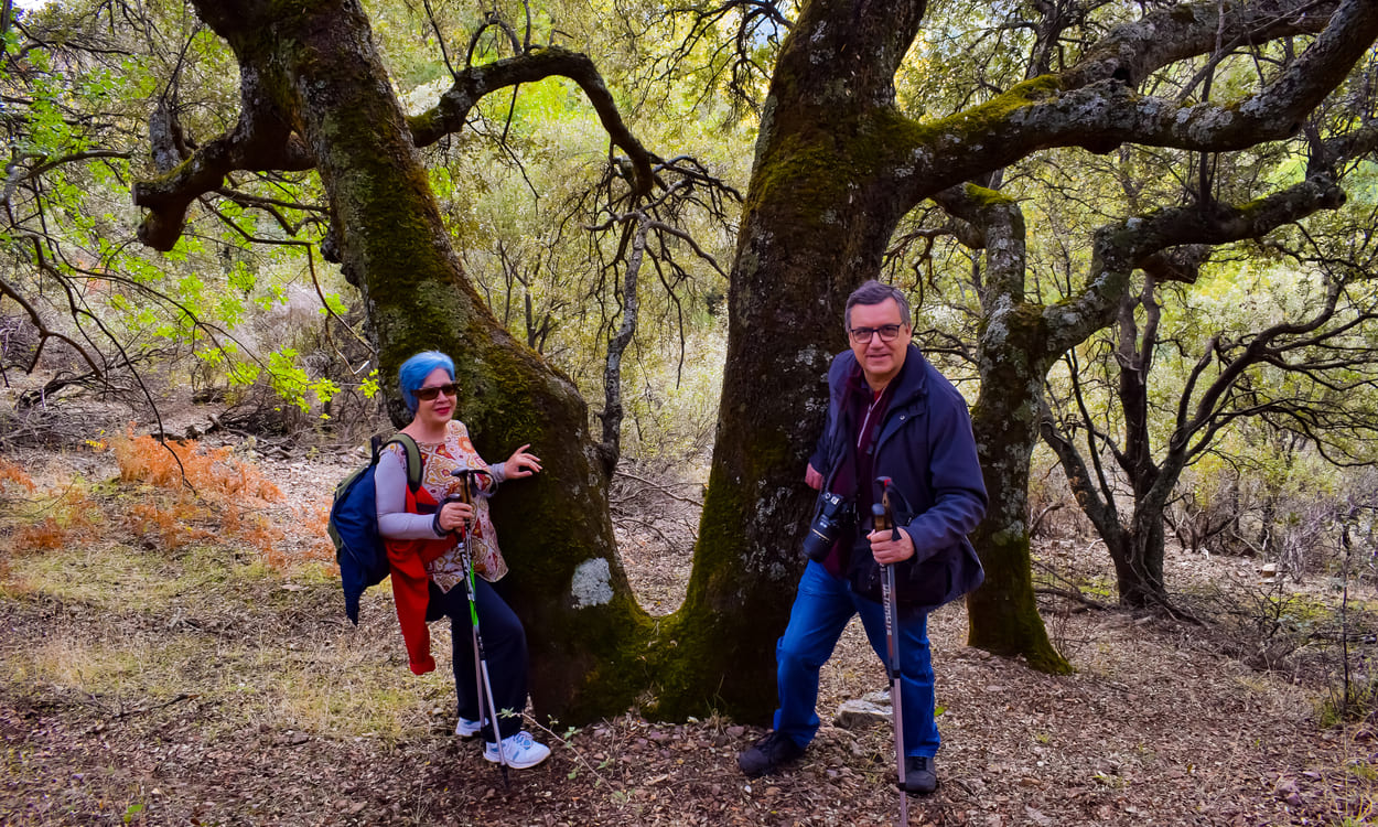 El bosque mediterráneo alberga joyas forestales como árboles centenarios. Foto Natural AstroVilluercas