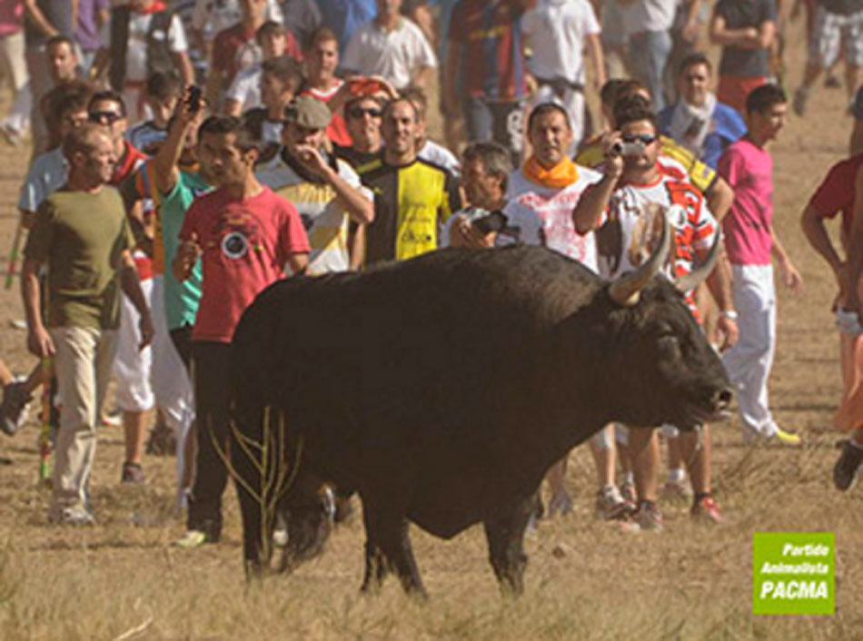 pacma-maltrato-animal