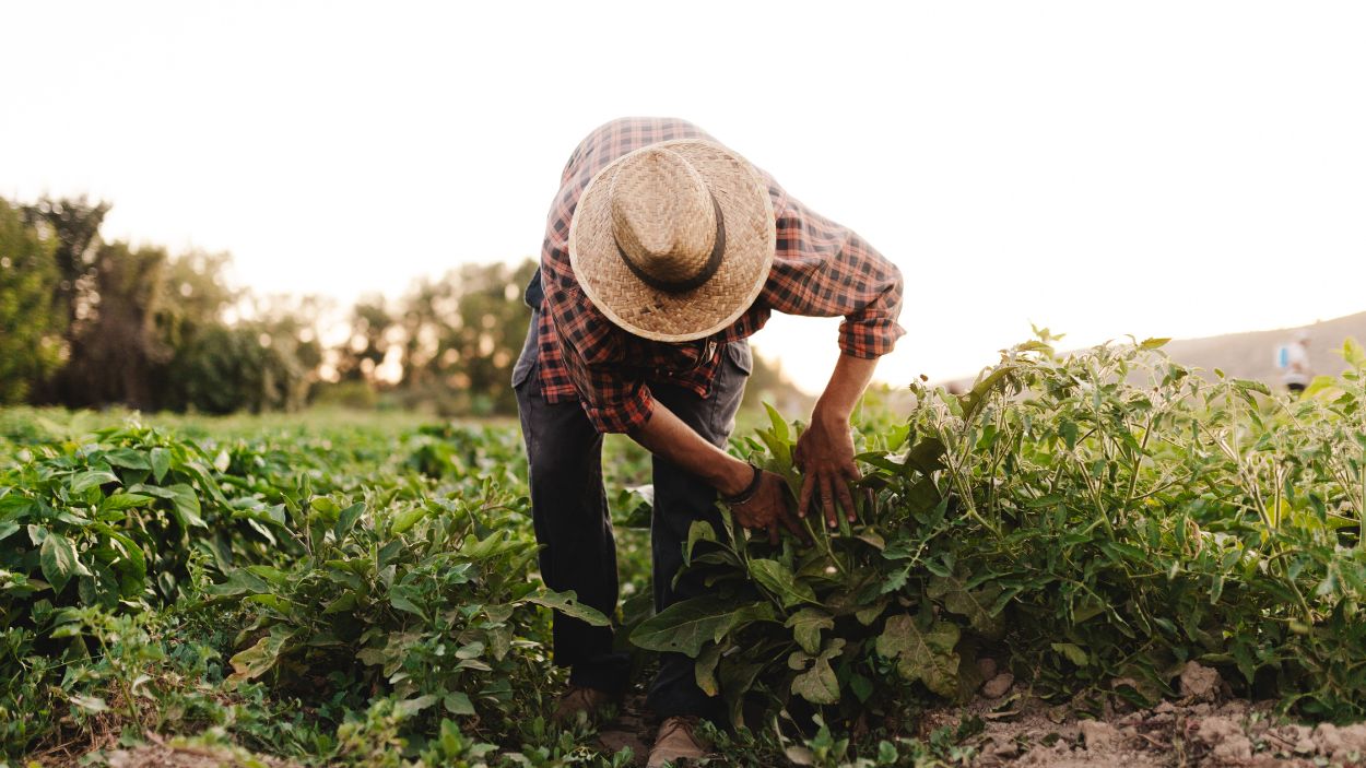 Banco Santander cuenta con 125 sucursales especializadas en el Negocio Agro en España