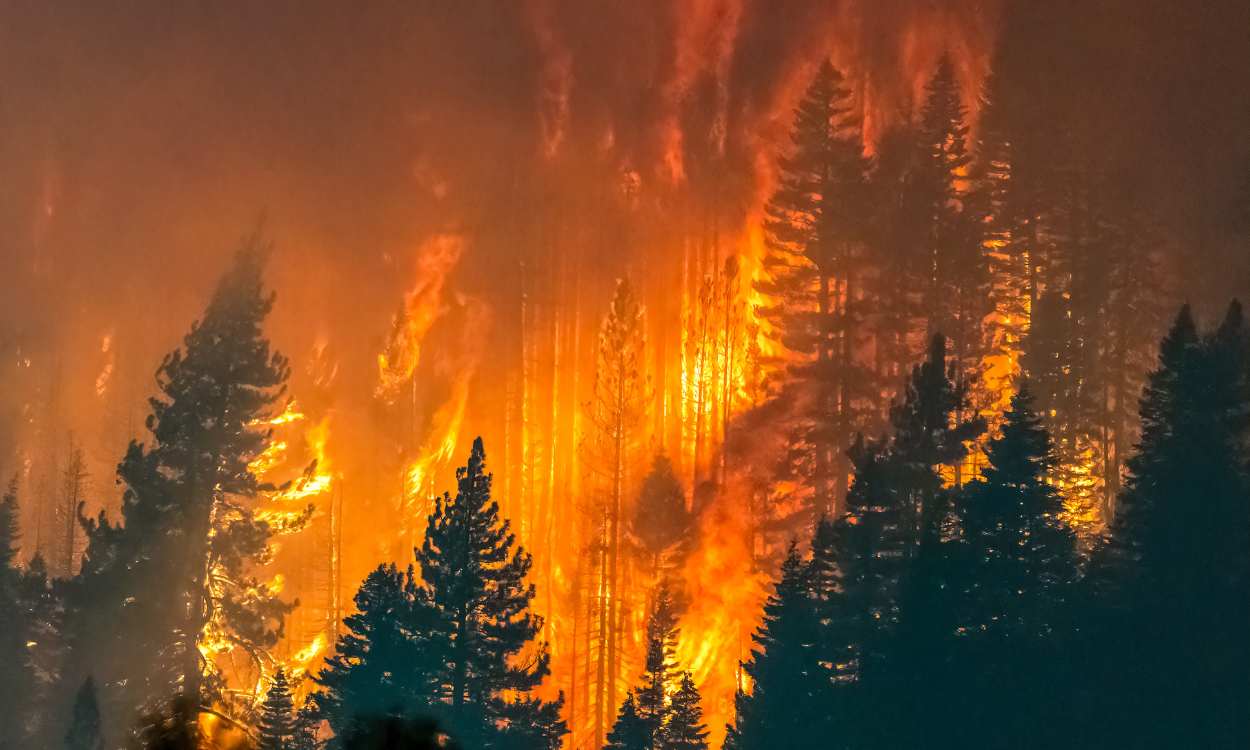 ¿Sabes cómo prevenir los incendios forestales? Demuéstralo
