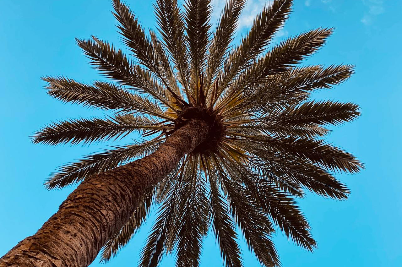 Palmera en Gran Canaria / PEXELS Foto de Karina Badura