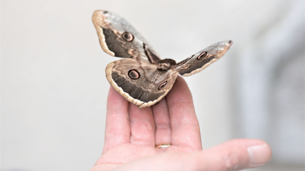 Una polilla posada sobre una mano. Canva