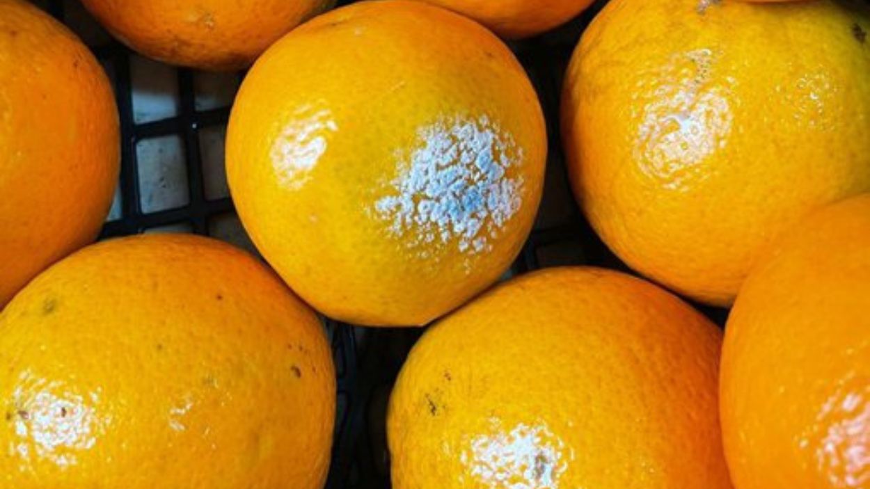 Imagen de fruta podrida que ha llegado a las residencias de la Comunidad de Madrid. Imagen: Redes sociales.