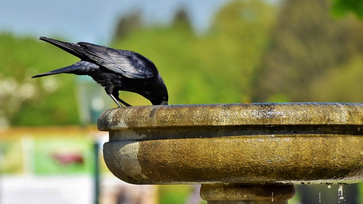 Bebedero de pájaros. Canva