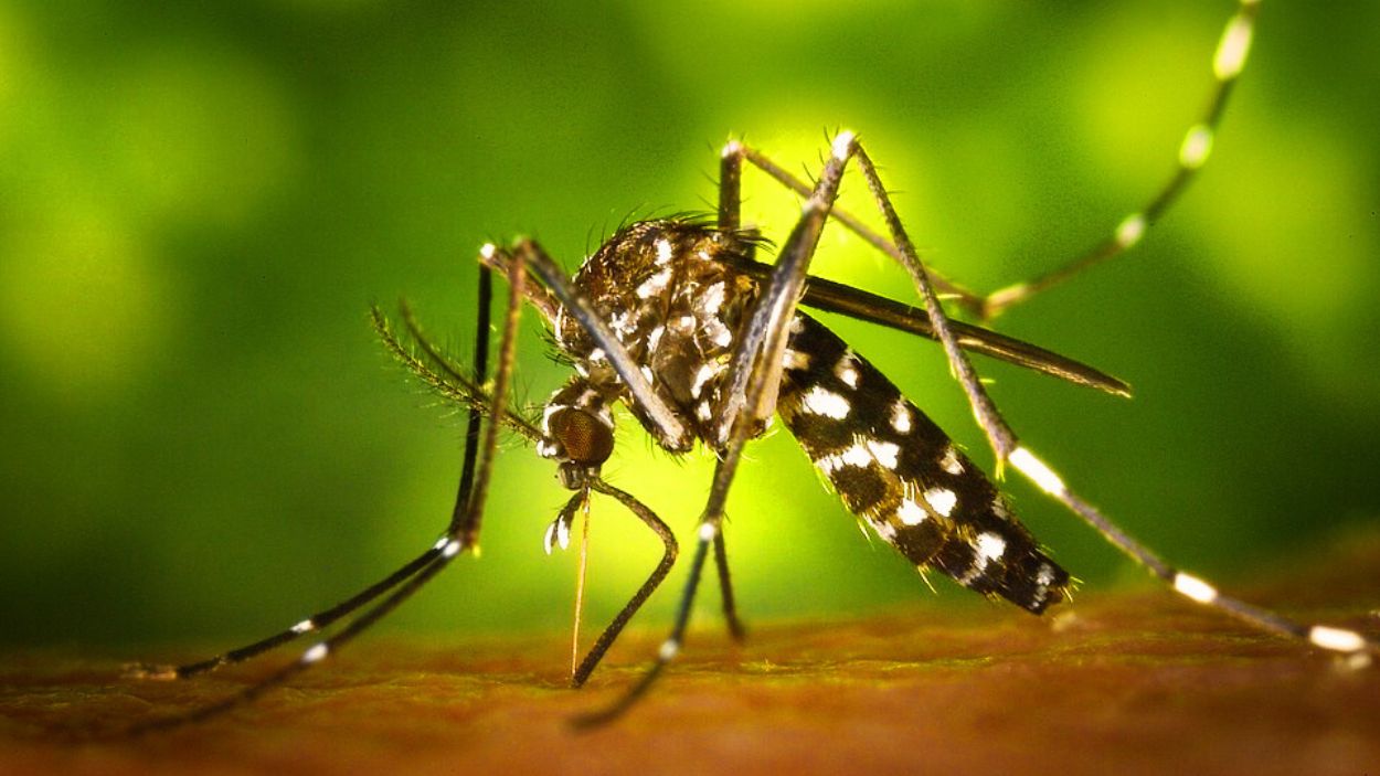 Mosquito Tigre. EP.