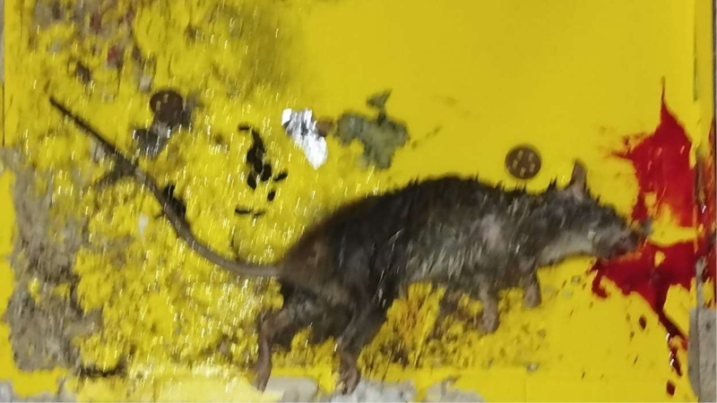 Plaga-ratas-Toledo Plaga-ratas-Toledo