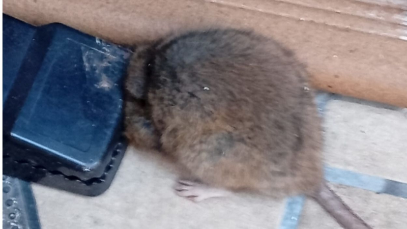 Plaga-ratas-Santa-Bárbara Plaga-ratas-Santa-Bárbara