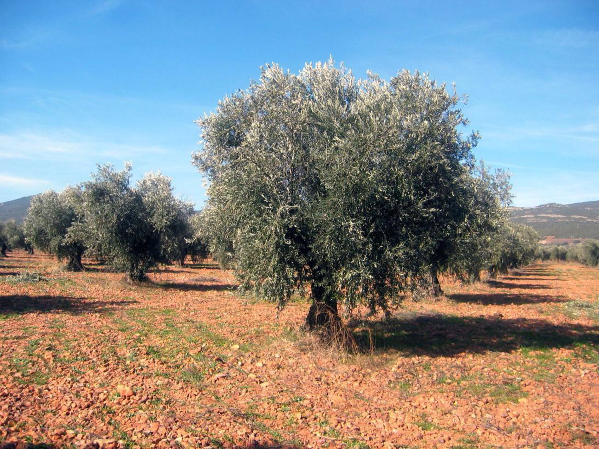 Olivar en la provincia de Toledo. EP.