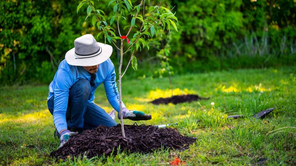 Jardinería. Canva