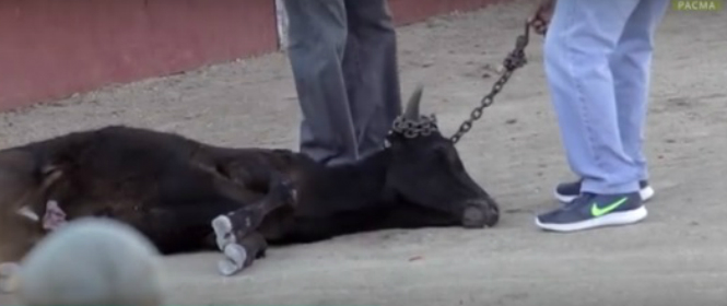 Imagen de una becerra muerta tras ser maltratada en las fiestas de Valmojado.