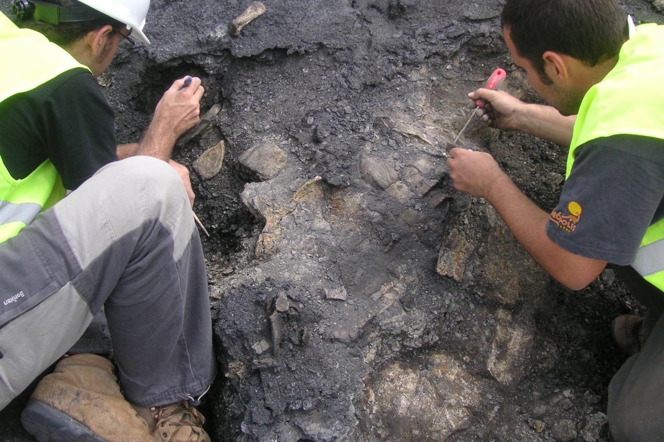 Descubren en Teruel el esqueleto más completo y antiguo de Europa de una tortuga de 110 millones de años
