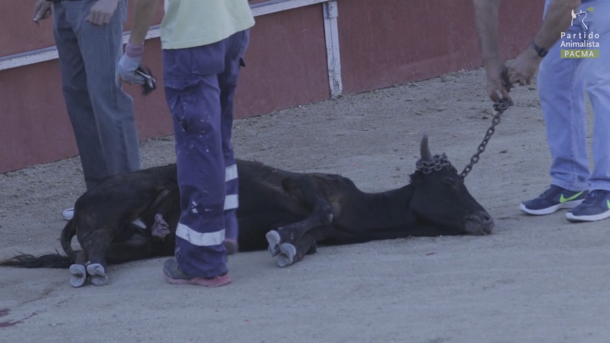 Captura del video publicado por PACMA de la cruel becerrada de Valmojado.