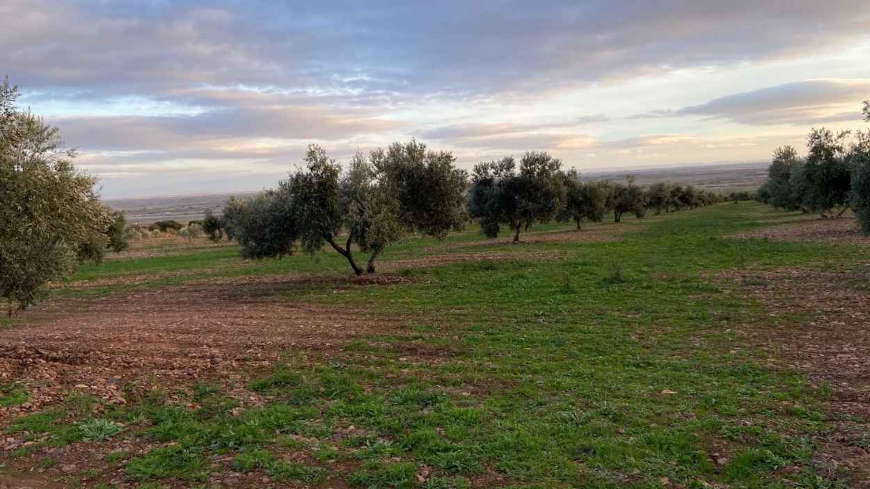 Olivar Castilla-La Mancha.EP