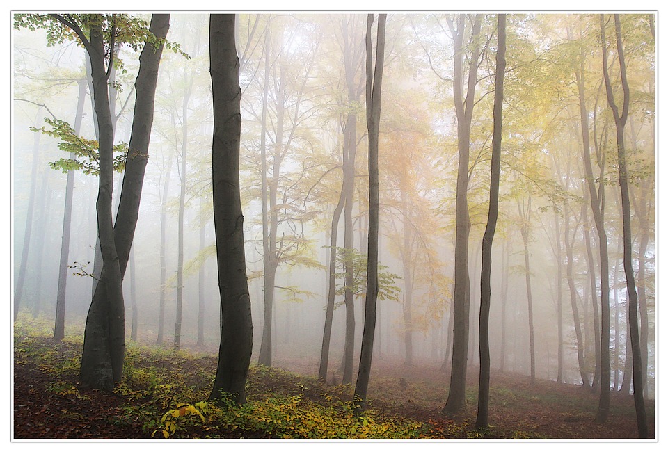 Colombia crea un 'Bosque de la Paz' para honrar a las víctimas