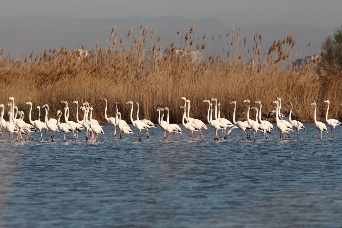 Flamencos en la laguna