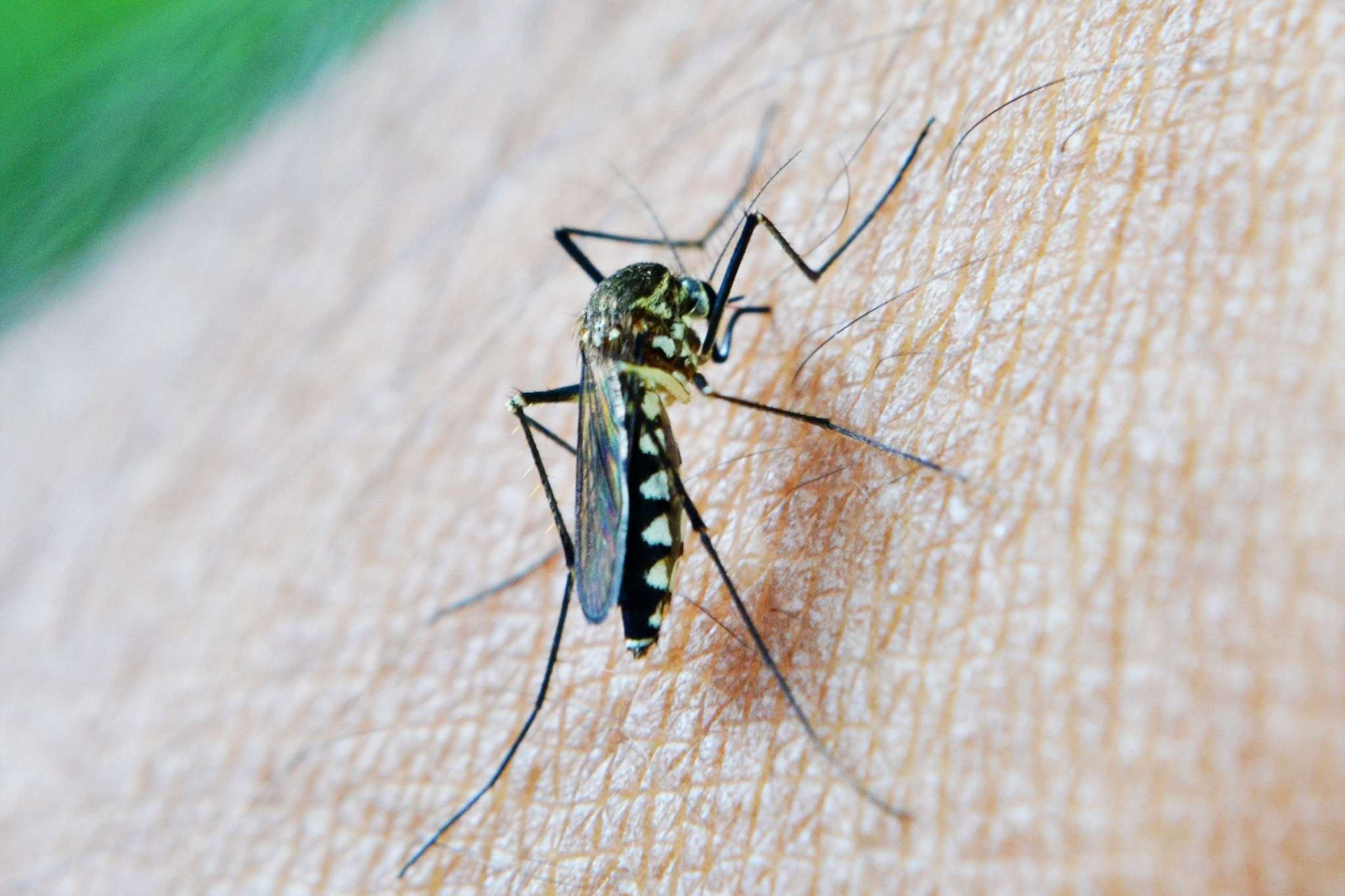 El método japonés con el que dirás "sayonara" a los mosquitos este verano