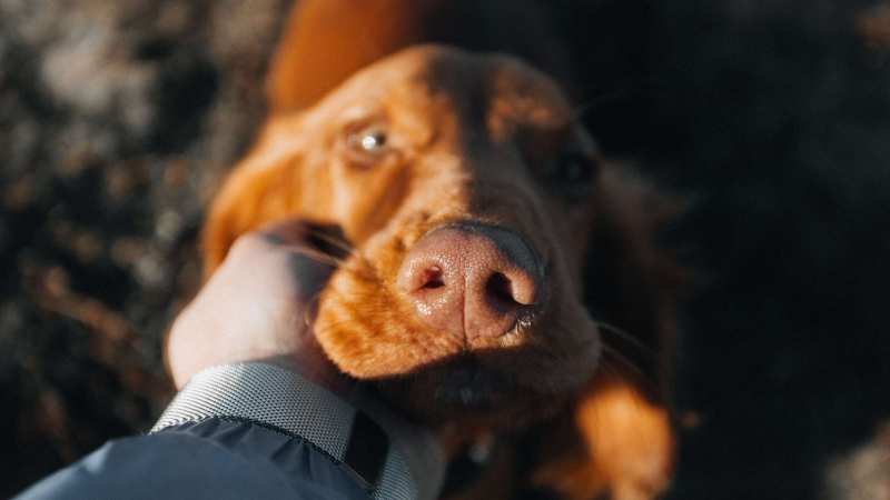 Los investigadores observaron que quienes mantienen una relación cercana con los perros suelen compartir cualidades como la paciencia Los investigadores observaron que quienes mantienen una relación cercana con los perros suelen compartir cualidades como la paciencia