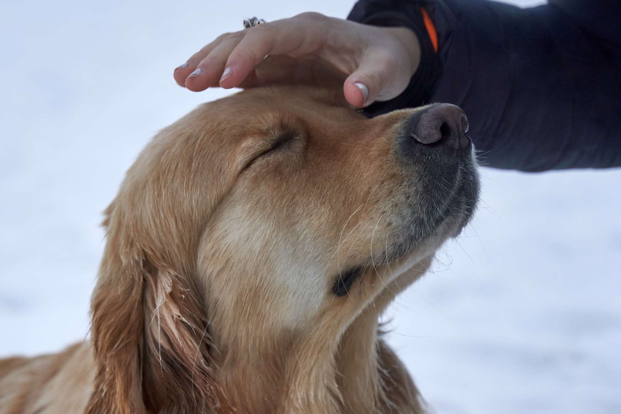 Tener un perro implica asumir responsabilidades que requieren atención constante