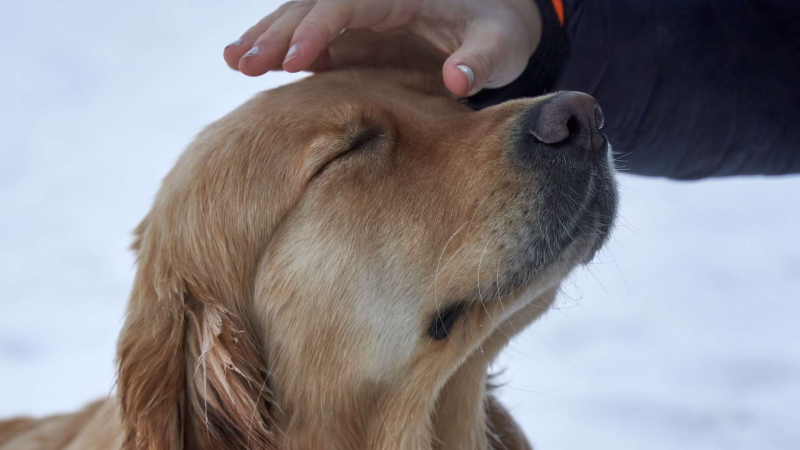 Tener un perro implica asumir responsabilidades que requieren atención constante Tener un perro implica asumir responsabilidades que requieren atención constante