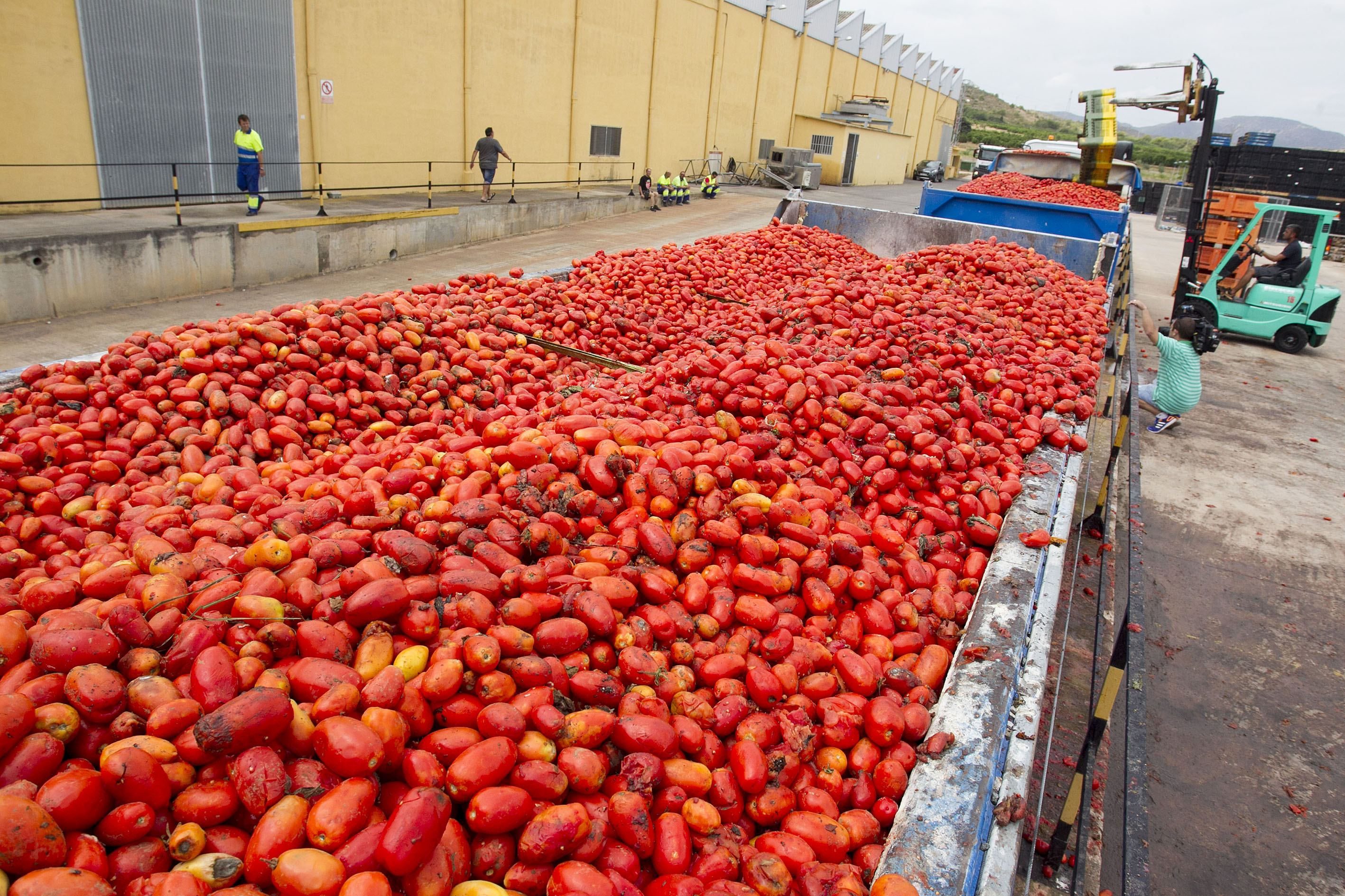 Descarga de tomates del camión para el festejo popular en Buñol
