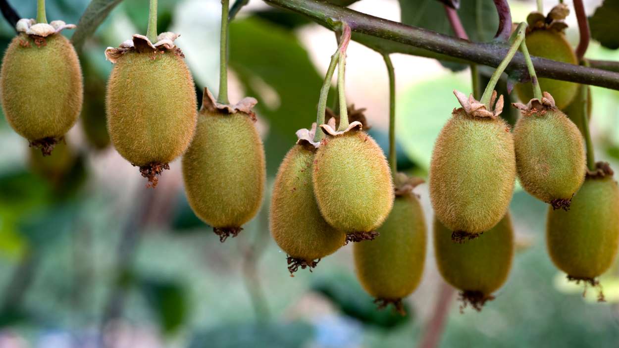 Pocos lo saben: así es el nombre verdadero del árbol del kiwi que te va a sorprender