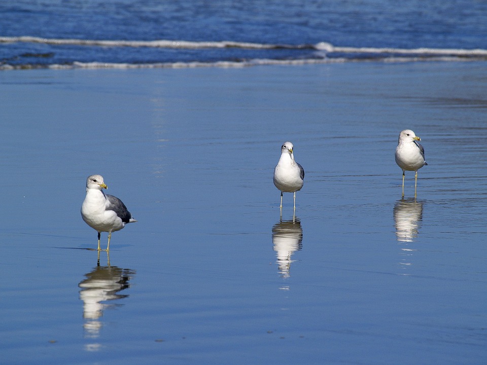 Los contaminantes químicos perjudican a los embriones de gaviotas