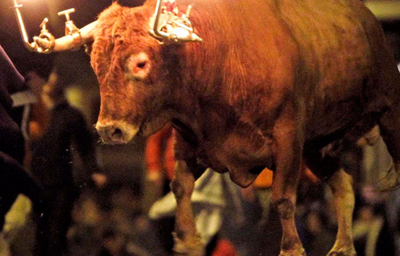 Imagen del toro embolado. (Foto: Plataforma Antitaurina de Alfafar)