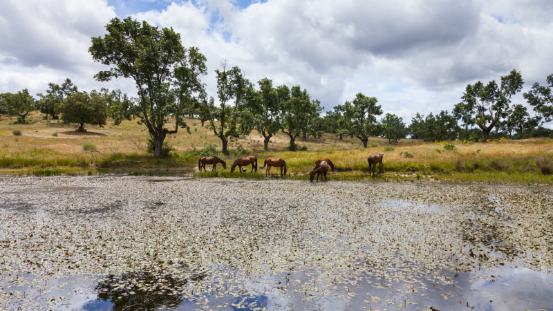  La Reserva Biológica de Campanarios de Azaba, un refugio de biodiversidad que resiste a las amenazas que ponen en riesgo este ecosistema único. PARADORES