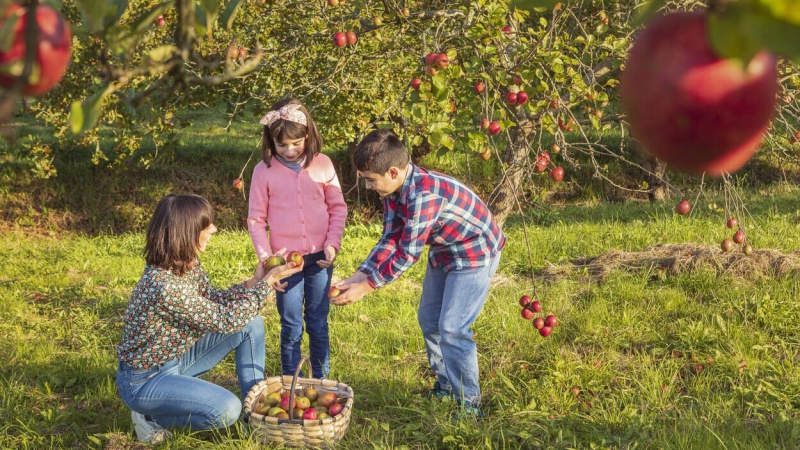 niños recogida de manzanas asturias