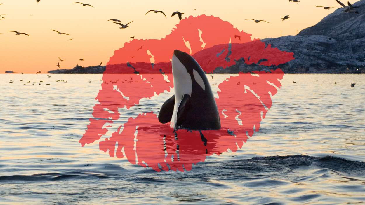 Registran por primera vez un “beso” entre orcas salvajes en Noruega