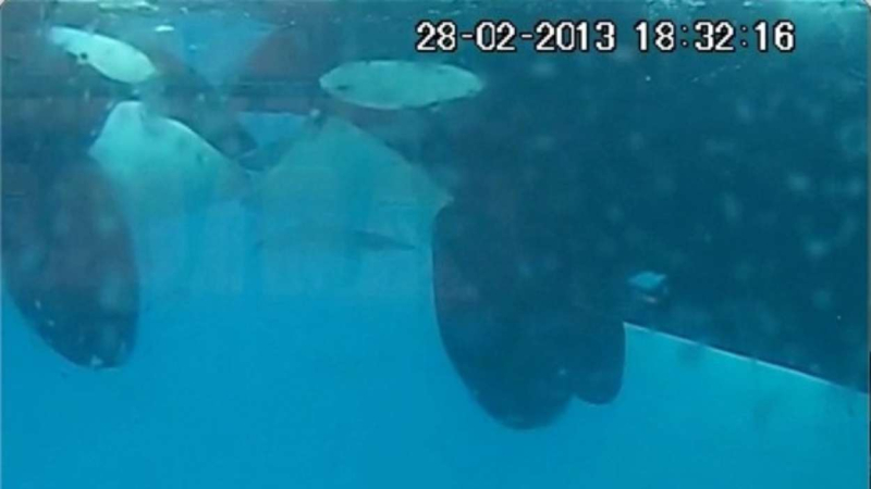 Mordisqueo de lengua en dos orcas salvajes filmado en unos fiordos al oeste de Noruega