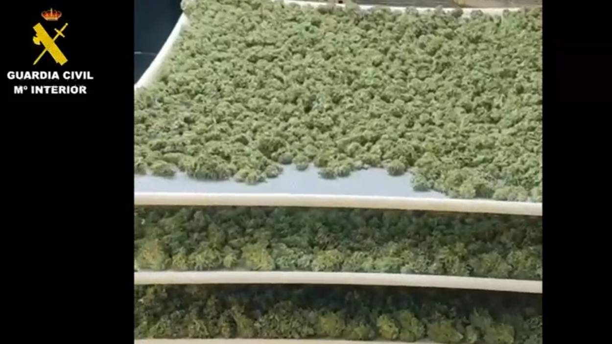 Cantidad de marihuana incautada por la Guardia Civil en Yuncler.