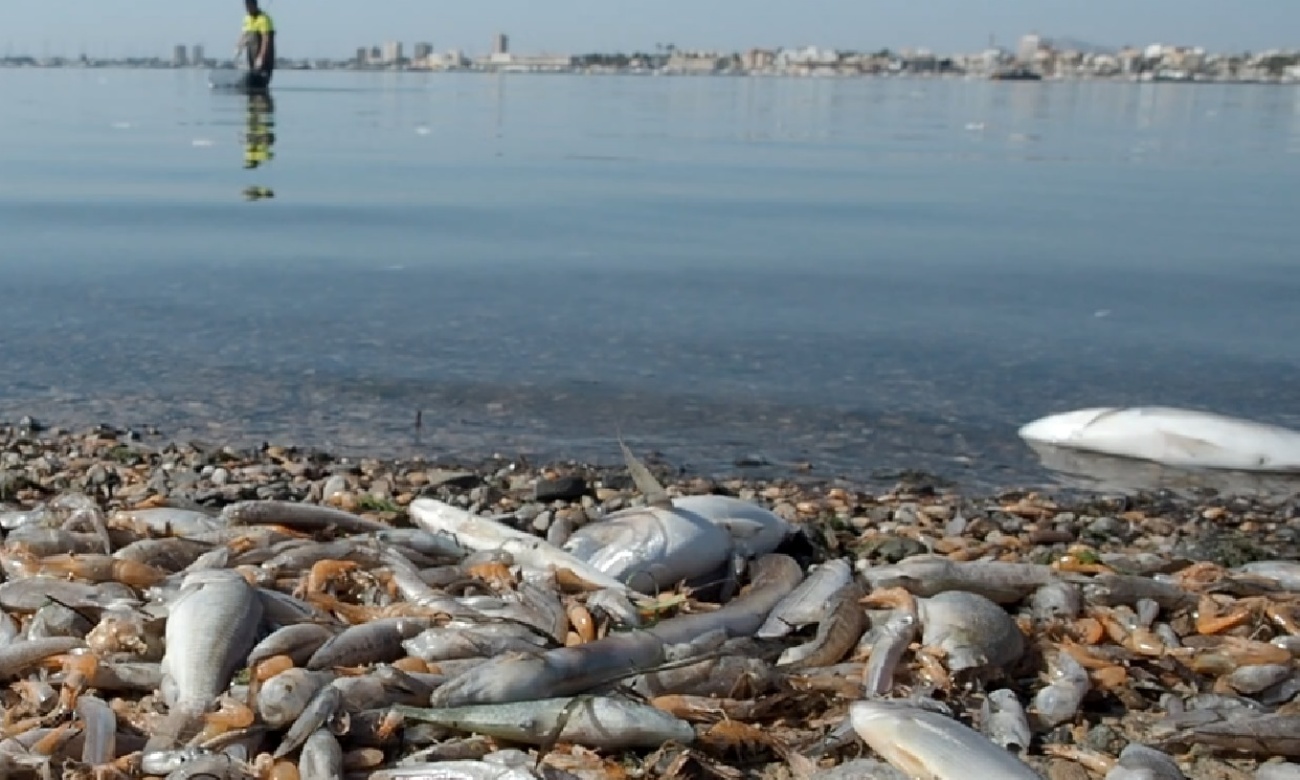 El vertido de nitratos prodecente de la agricultura intensiva del Campo de Cartagena tiene graves repercusiones sobre el Mar Menor. (Foto: Ecologistas en Acción)