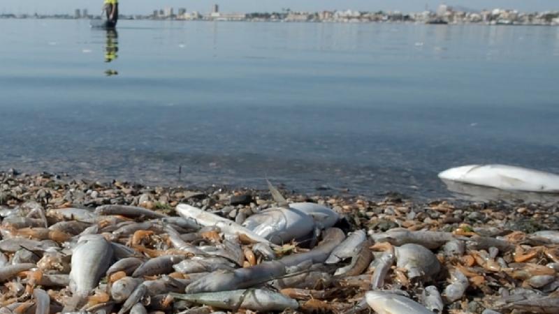 El vertido de nitratos prodecente de la agricultura intensiva del Campo de Cartagena tiene graves repercusiones sobre el Mar Menor. (Foto: Ecologistas en Acción)